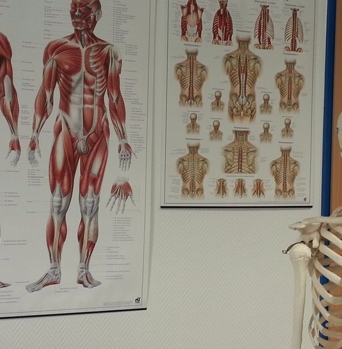 Bodymod Artist werden - Ausbildung Bodymodification Deutschland