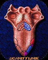 Tongue Split - Zungenspaltung Schaubild - Cutting, Implantate, Beadings Zungenspaltung sowie Piercing Ausbildung, Piercer werden, Piercing Kurs, Piercer Seminar und Bodymods lernen auf piercen-lernen.de #modsbyben 